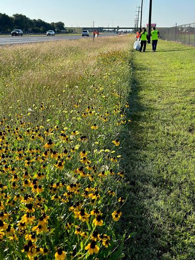 Volunteers in Keep Victoria Beautiful vests pick up trash along a road lined with yellow wildflowers