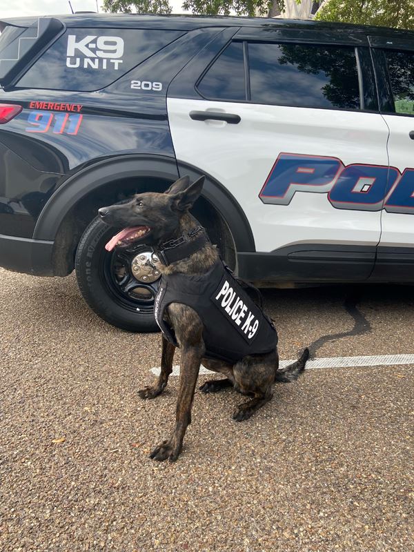 A black police dog wearing a protective vest