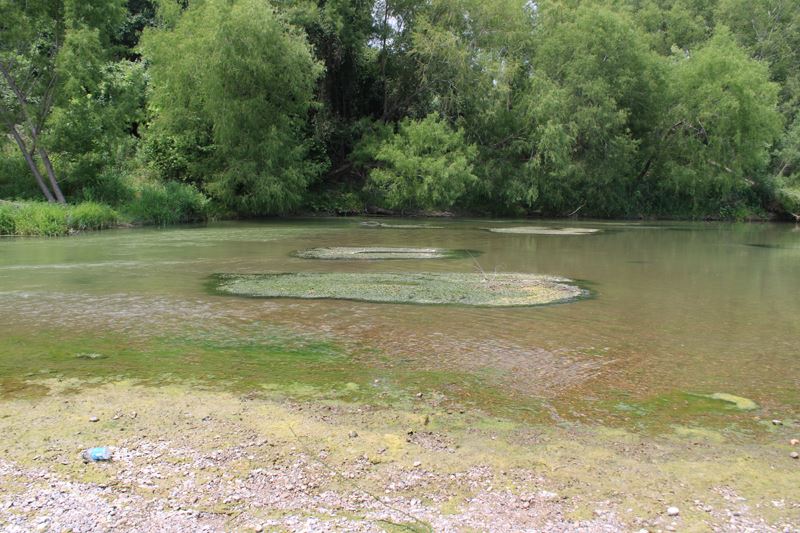 Guadalupe River with low flow and exposed algae mounds