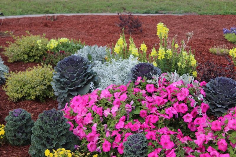 Flowers planted in red mulch