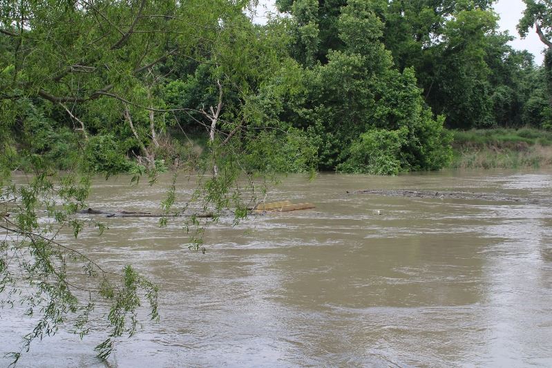 View of the Guadalupe River with rushing water and floating patches of mud, branches and wood trash