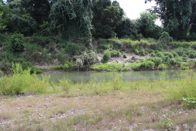 The Guadalupe River at a low level with weeds growing along the bank