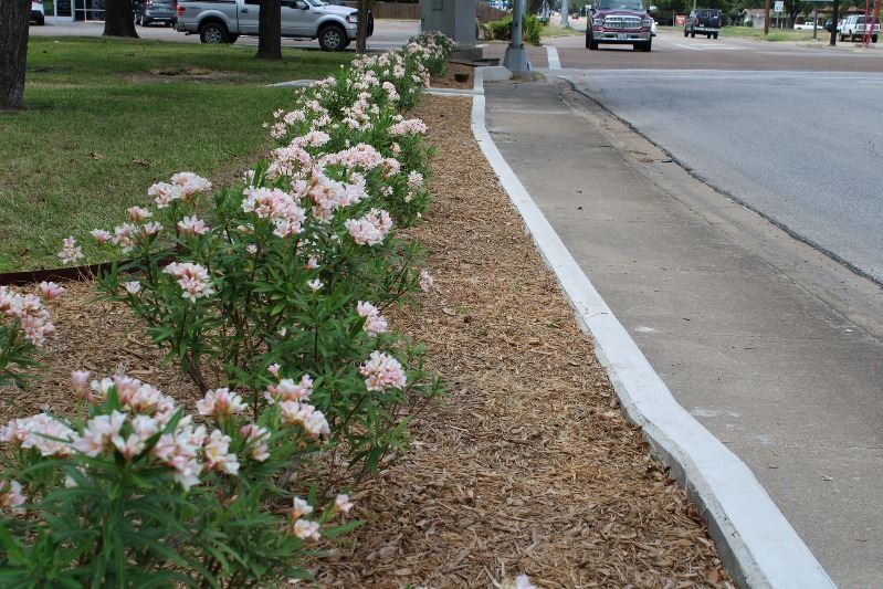 Flowering miniature oleander bushes along a sidewalk