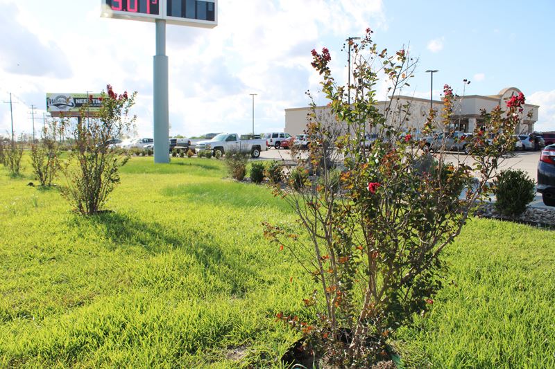Row of tall, woody shrubs with dark red flowers