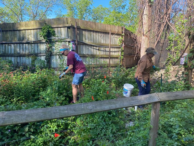 Two people clear plants away from an overgrown area